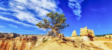 Çam ağacı, altın saat ışığında kanyon kenarını kavrıyor. Bryce Canyon Ulusal Parkı, Utah, ABD