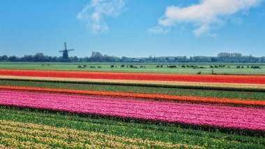 İneklerin, yel değirmeninin ve çiçek açan lalelerin olduğu tipik Hollanda manzarası, Hollanda