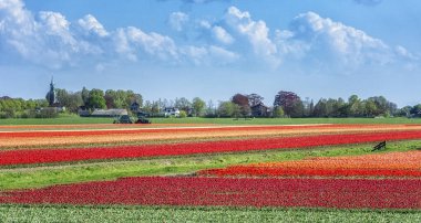 Farmers work with their tractors on the tulip fields in The Netherlands clipart