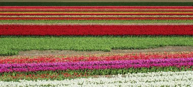 Hollanda 'da güzel bir bahar gününde lale tarlası.