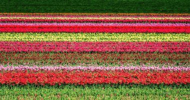 Hollanda 'da güzel bir bahar gününde lale tarlası.