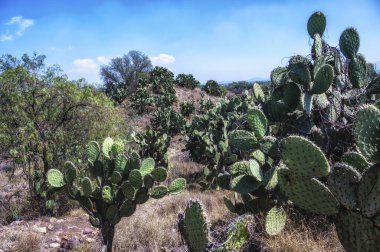Mexico City 'deki kaktüs tarlası. Büyük Meksika Tekerleği kaktüsü (Opuntia robusta)