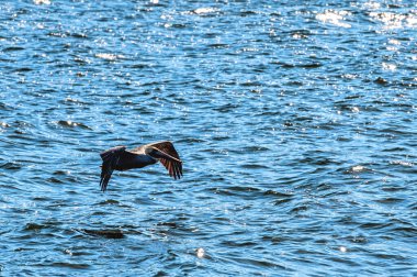 Kahverengi Pelikan Okyanusta Uçuyor, Campeche, Meksika