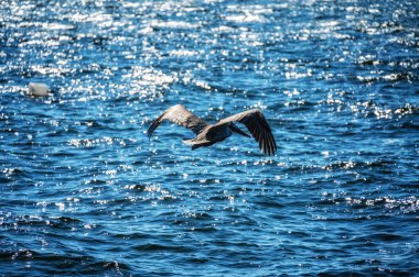 Kahverengi Pelikan Okyanusta Uçuyor, Campeche, Meksika
