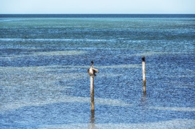 Yalnız Pelikan bir direkte, Champoton, Meksika