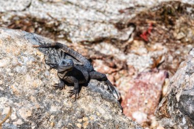 Siyah dikenli iguana, Yucatan Yarımadası, Meksika