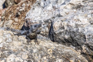 Siyah dikenli iguana, Yucatan Yarımadası, Meksika