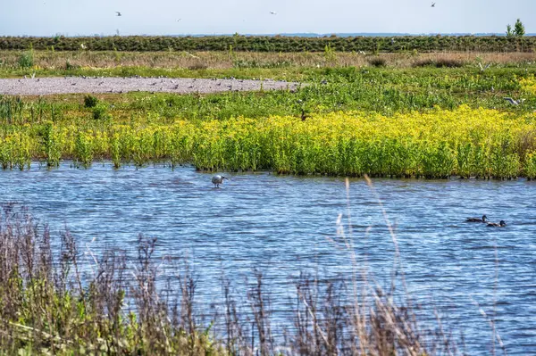 Hollanda 'daki Markerwadden Kuşlar ve Rekreasyon için yeni yapılmış bir doğa rezervi. Kuşlar için bir sürü göl ve dere ve Kuşlar için gözlem kuleleri var..