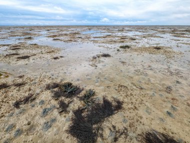 Hollanda, Schiermonnikoog yakınlarındaki Wadden Denizi 'nin alçak gelgitinde çamurlu düzlüklerde yürümek