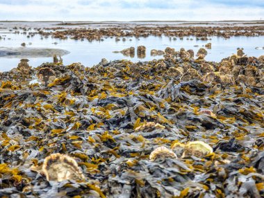 Hollanda, Schiermonnikoog 'daki ünlü çamur düzlüklerinde gelgit sırasında istiridye kabuğu ve midye.