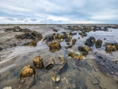 Hollanda, Schiermonnikoog 'daki ünlü çamur düzlüklerinde gelgit sırasında istiridye kabuğu ve midye.