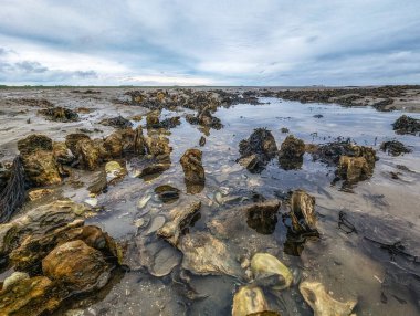 Hollanda, Schiermonnikoog 'daki ünlü çamur düzlüklerinde gelgit sırasında istiridye kabuğu ve midye.