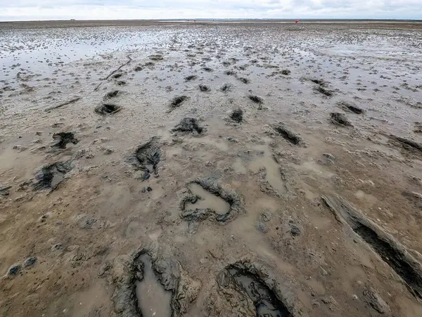 Hollanda, Schiermonnikoog yakınlarındaki Wadden Denizi 'nin alçak gelgitinde çamurlu düzlüklerde yürümek