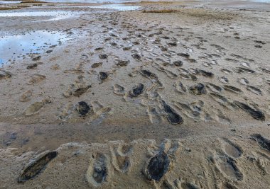 Hollanda, Schiermonnikoog yakınlarındaki Wadden Denizi 'nin alçak gelgitinde çamurlu düzlüklerde yürümek
