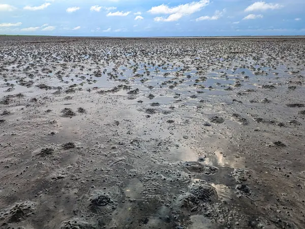 Hollanda, Schiermonnikoog yakınlarındaki Wadden Denizi 'nin alçak gelgitinde çamurlu düzlüklerde yürümek