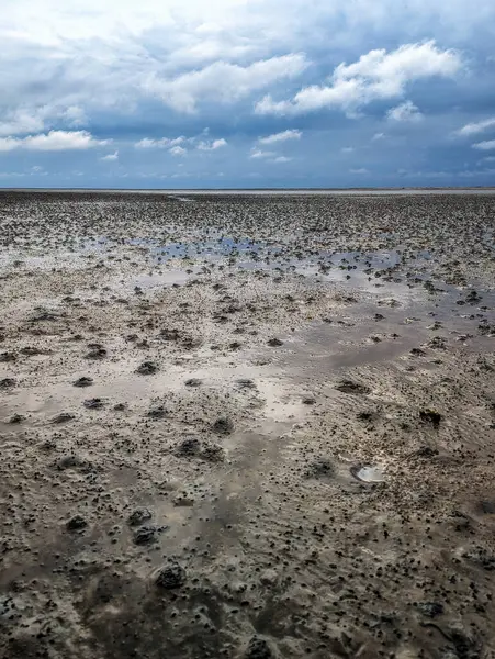 Hollanda, Schiermonnikoog yakınlarındaki Wadden Denizi 'nin alçak gelgitinde çamurlu düzlüklerde yürümek