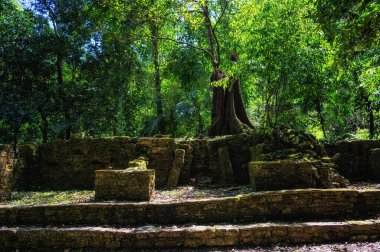 Palenque, Meksika 'daki antik Maya kalıntılarının tepesinde büyüyen ağaçlar.
