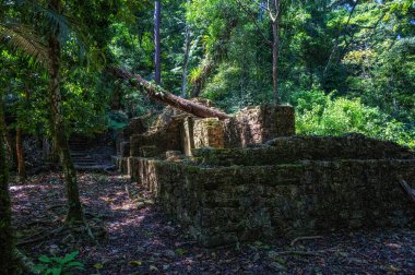 Palenque, Meksika 'daki antik Maya kalıntılarının tepesinde büyüyen ağaçlar.