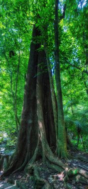 Palenque, Chiapas, Meksika 'daki harabeler ve ormanlar