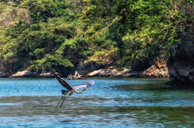 Büyük Mavi Balıkçıl (Ardea herodias) uçuyor, Sumidero Kanyonu, Meksika