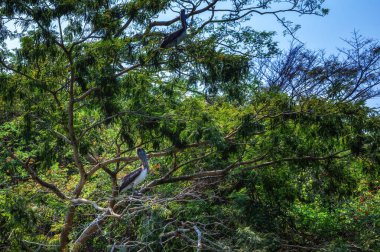 Kahverengi pelikanlar (Pelecanus occidentalis), Meksika 'nın güneyindeki Chiapa de Corzo yakınlarındaki Sumidero Canyon Ulusal Parkı' ndaki ağaçta tünemişlerdir.