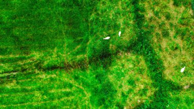 Güneşli bir yaz gününde İskoçya 'da otlayan koyunların insansız hava aracı görüntüsü