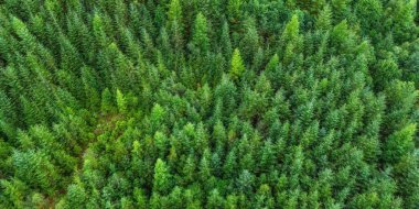 Orman manzarası, ekosistem ve sağlıklı çevre. Yeşil ağaç ormanının dokusu.