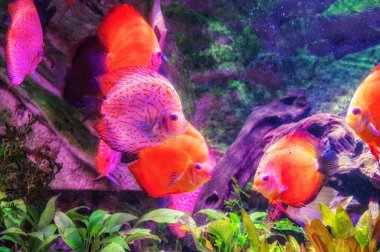 Akvaryumdaki Symphysodon disklerinden renkli balıklar. Yakın çekim..