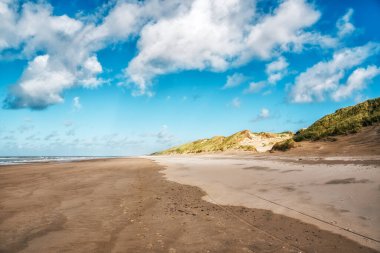 Hollanda 'nın kum tepelerindeki plaj ve Avrupa marram otları (Ammophila arenaria)