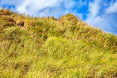 Marram otlu kum tepeciği, Hollanda