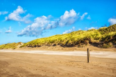 Hollanda 'nın kum tepelerindeki plaj ve Avrupa marram otları (Ammophila arenaria)
