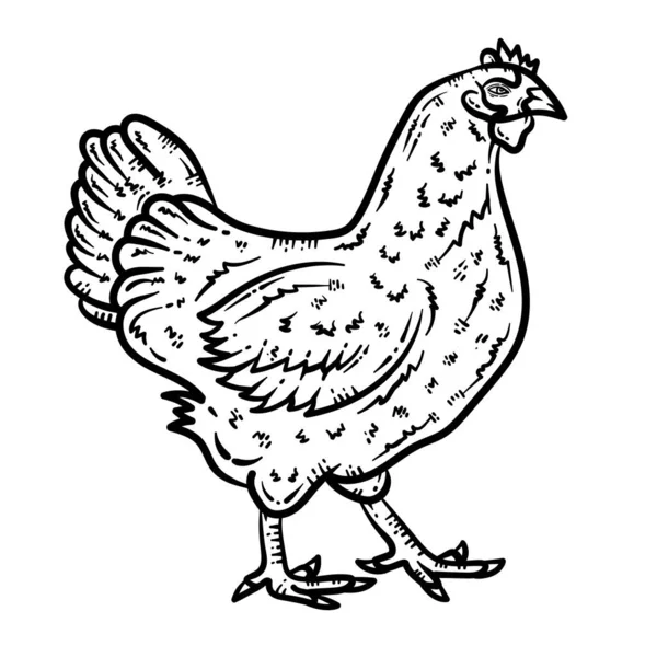 Bir Tavuk Hayvanı Nın Şirin Güzel Boyama Sayfası Yetişkinlere Saatlerce — Stok Vektör