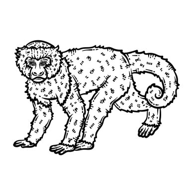 Bir maymun hayvanın şirin ve güzel renkli sayfası. Yetişkinlere saatlerce boyama eğlencesi sağlar.