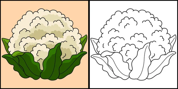 这个着色页显示了花椰菜 这个例子的一面是彩色的 对孩子们是一种启发 — 图库矢量图片