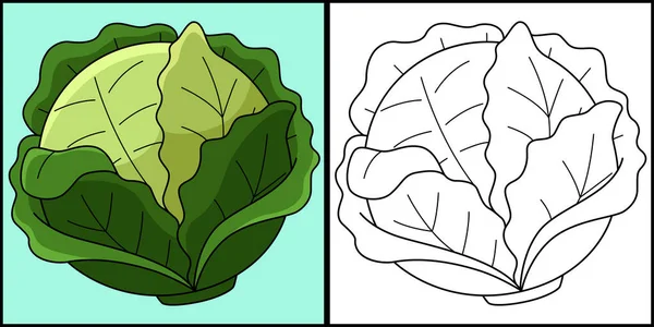 stock vector This coloring page shows a Cabbage Vegetable. One side of this illustration is colored and serves as an inspiration for children.