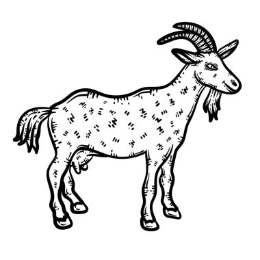 Bir keçinin şirin ve güzel renkli sayfası. Yetişkinlere saatlerce boyama eğlencesi sağlar.