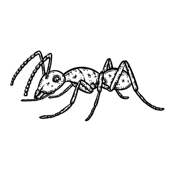 Μια Χαριτωμένη Και Όμορφη Σελίδα Χρωματισμού Ενός Μυρμηγκιού Παρέχει Ώρες — Διανυσματικό Αρχείο