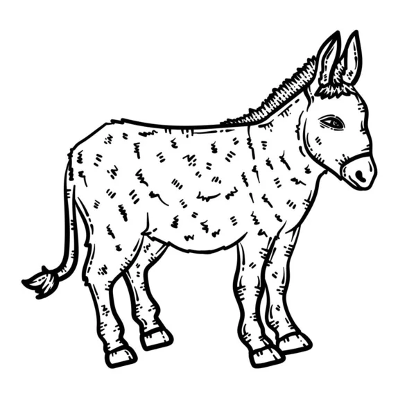 Eine Süße Und Schöne Malseite Eines Esels Bietet Stundenlanges Malvergnügen — Stockvektor