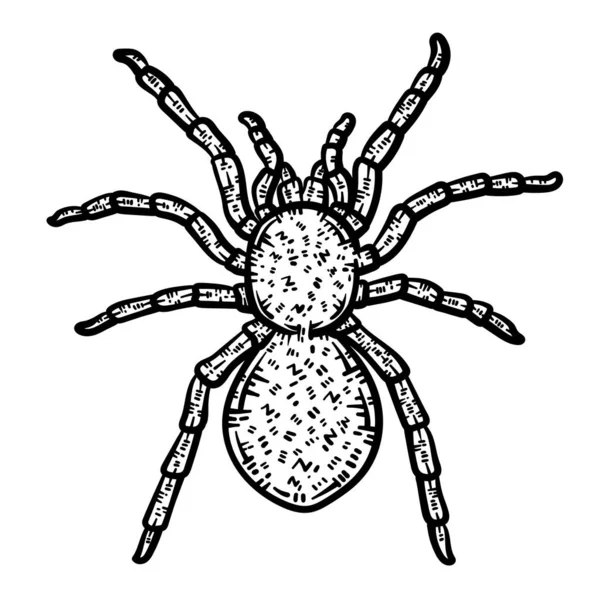 Egy Pók Aranyos Gyönyörű Színező Oldala Több Órás Színező Szórakozást — Stock Vector