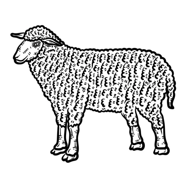 Eine Süße Und Schöne Malseite Von Einem Schaf Bietet Stundenlanges — Stockvektor