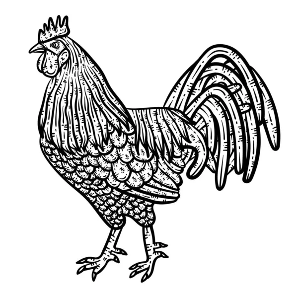 Симпатичная Красивая Раскраска Курицы Обеспечивает Часы Раскраски Веселья Взрослых — стоковый вектор