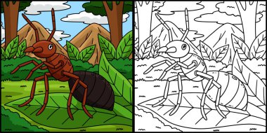 Bu karikatür parçası bir Böcek Kırmızı Ateş Karınca çizimini gösteriyor..