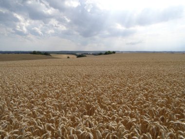 Kırsalda buğday tarlası