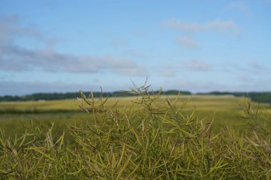 yeşil çimen arkaplan, kapat