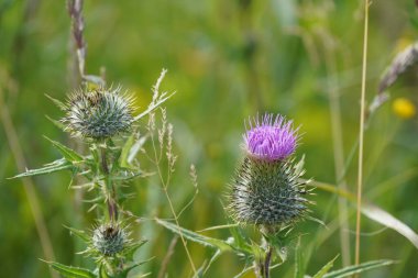 Bahçedeki güzel devedikeni