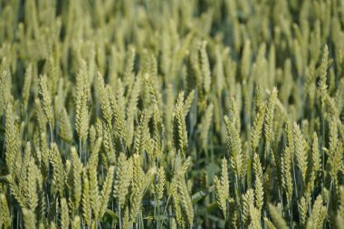 Buğday tarlası, tarım, tarım, hasat, tarım