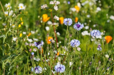 Tarlada güzel renkli çiçekler 