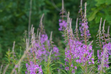 Bahçedeki güzel mor çiçekler