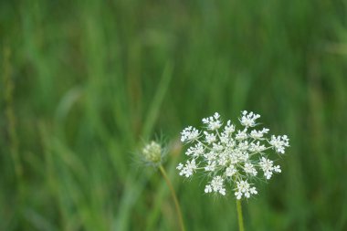 Bahçedeki güzel beyaz çiçekler