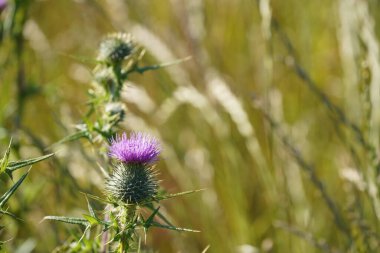 Bir devedikeni çiçeğine yaklaş